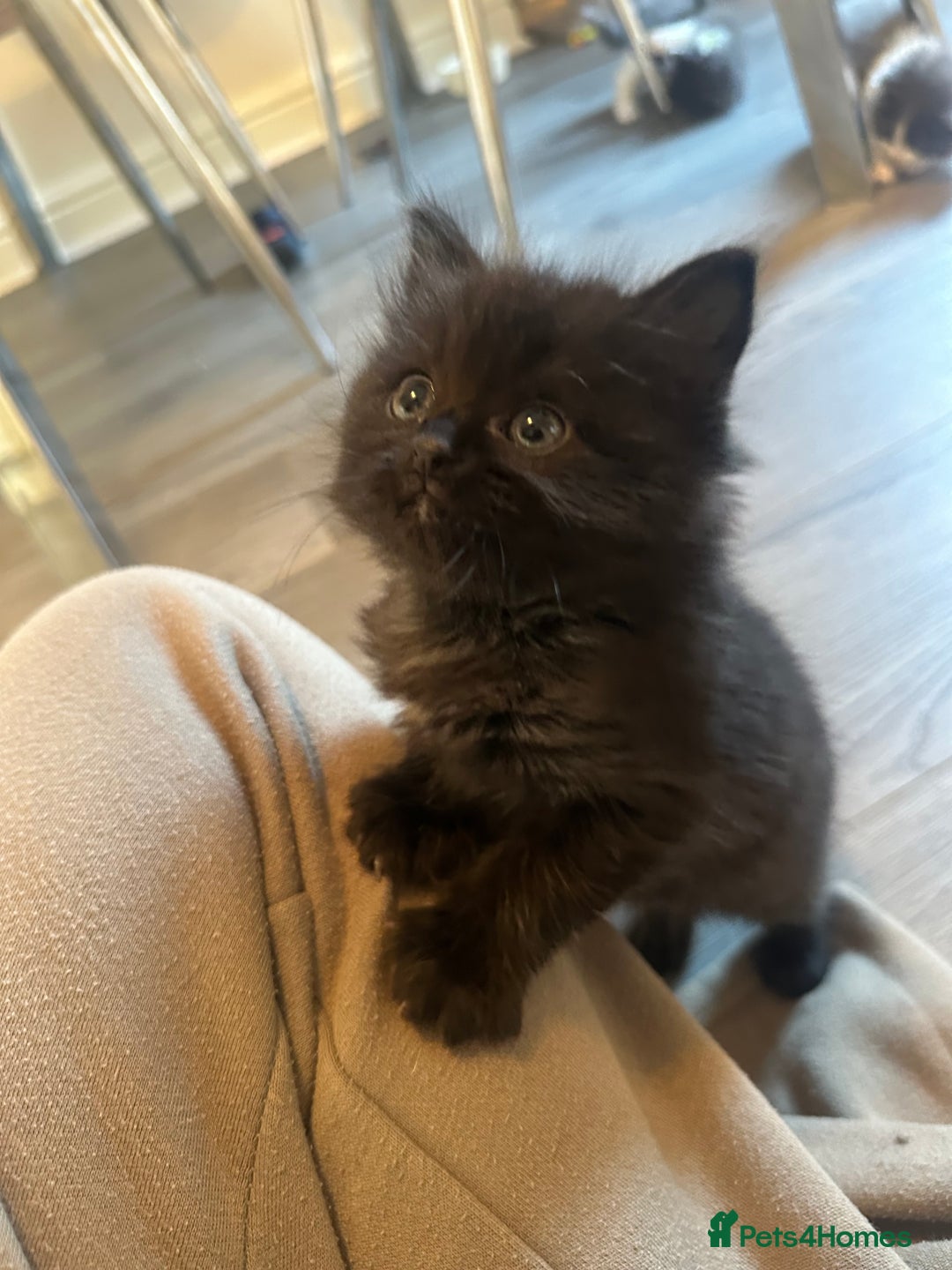 Ragdoll cats for sale: Reserved - Image 20