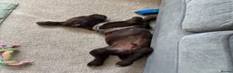 Cocker Spaniel dogs for sale: Chocolate cocker spaniel  - Advert 7