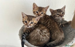 Bengal cats for sale: Bengal kittens  - Image 2