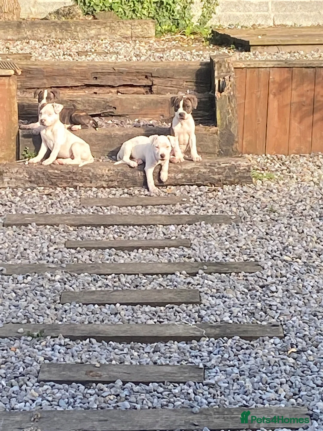Mixed Breed dogs for sale: American Bully’s  in Newry - Advert 2