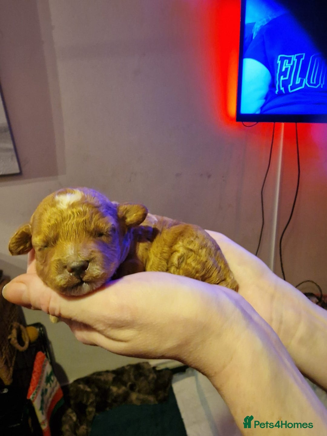 Cockapoo dogs for sale: COCKAPOO F3BB - Advert 5