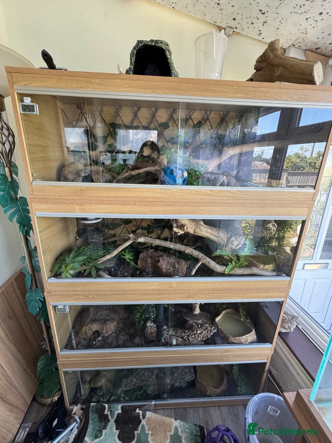 Corn Snake reptiles for sale: Friendly corn snake for sale  - Advert 2