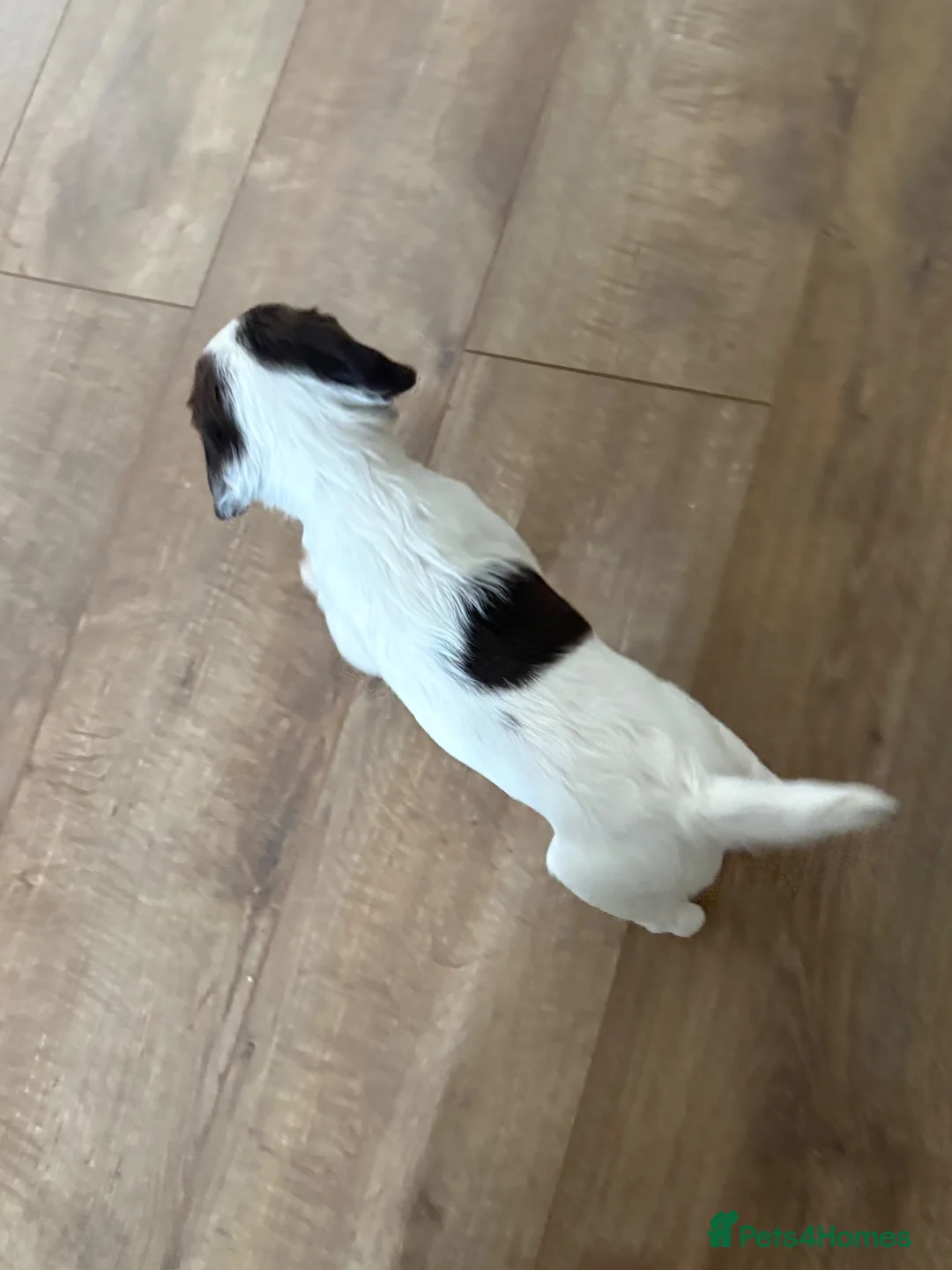 English Springer Spaniel dogs for sale: English springer spaniel bitch puppy in Blandford Forum - Advert 4