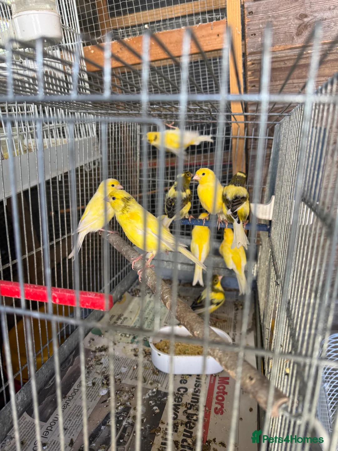 Canaries birds for sale: Canary for sale - Advert 2