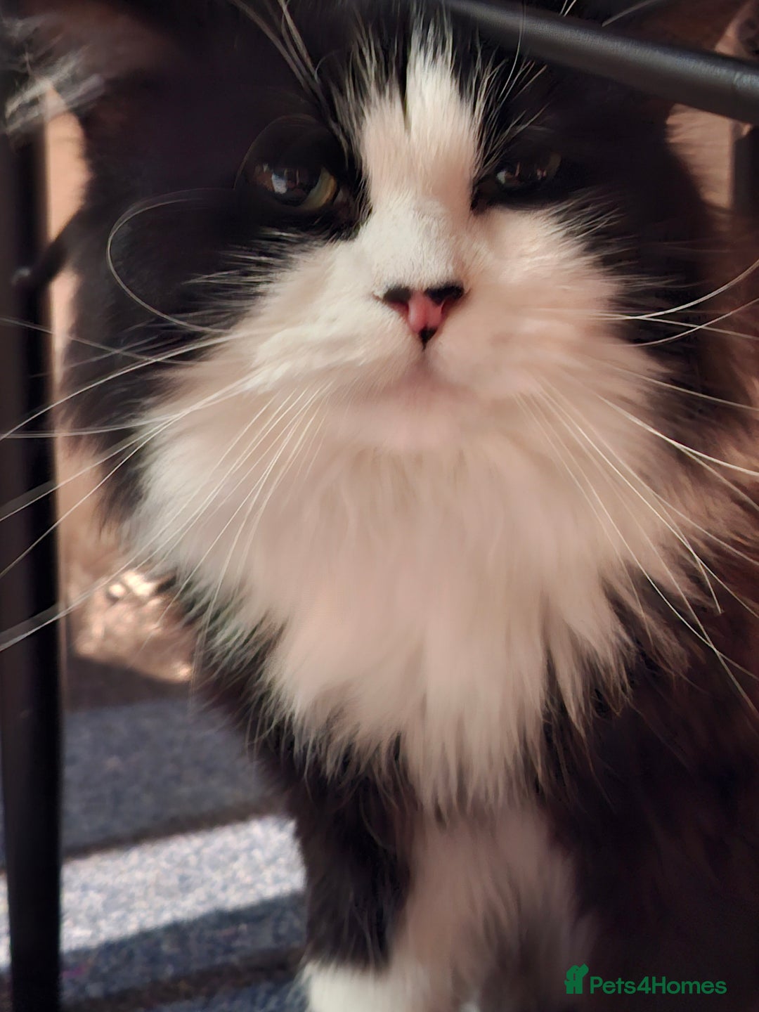 Mixed Breed cats for sale: Shadow - Advert 6