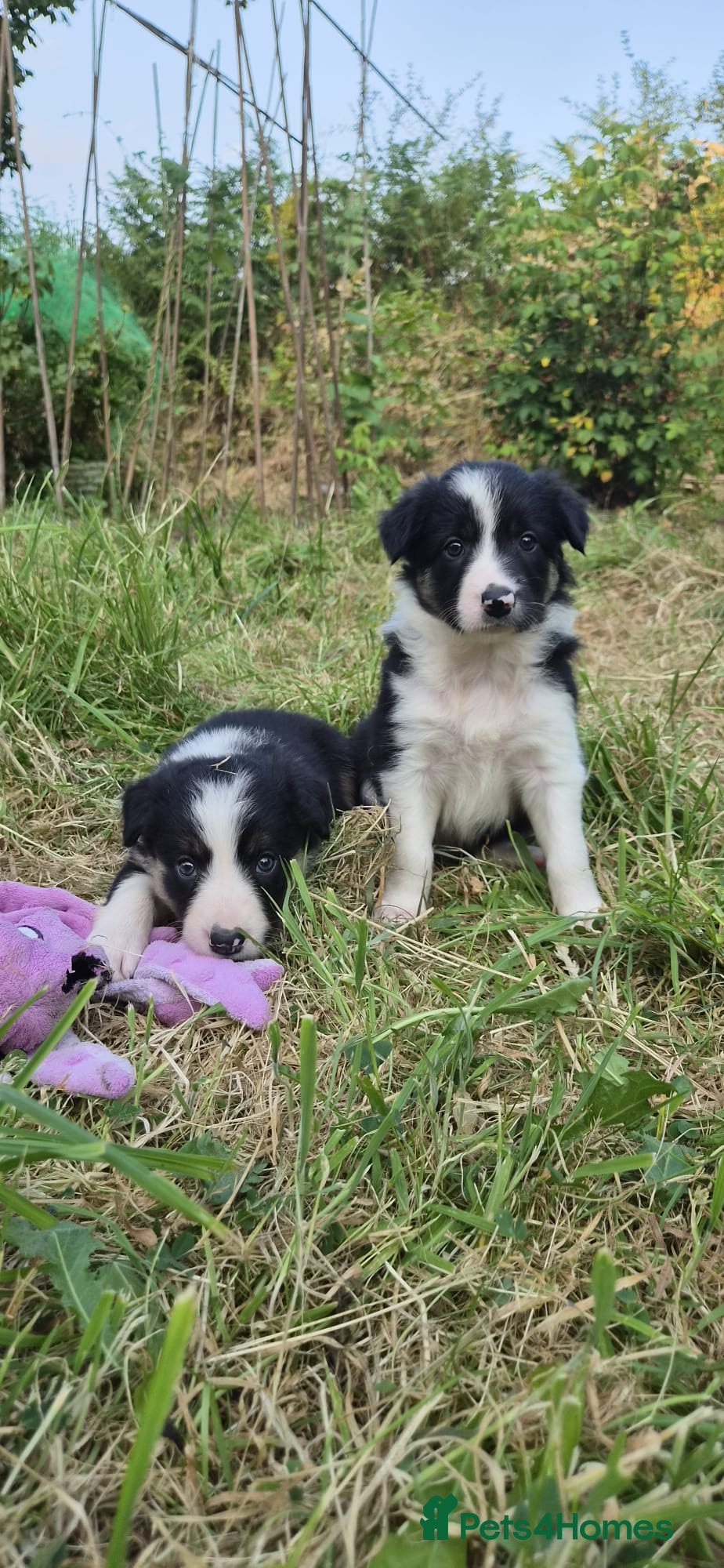 Border Collie dogs Border collie puppies  - Advert 1