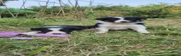 Border Collie dogs for sale: Border collie puppies  - Advert 1