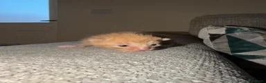 British Longhair Kitten 1