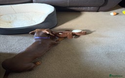 Miniature Dachshund dogs for sale: Smooth haired mini daschund chocolate and tan - Image 3