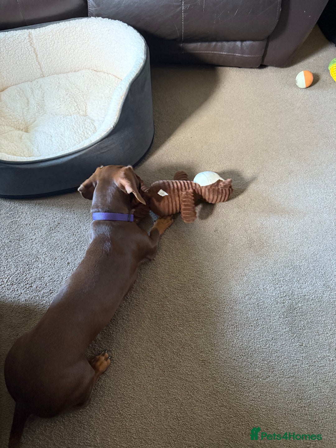 Miniature Dachshund dogs for sale: Smooth haired mini daschund chocolate and tan - Image 3