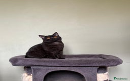 British Shorthair cats for sale: Beautiful British Shorthair kittens - Image 5