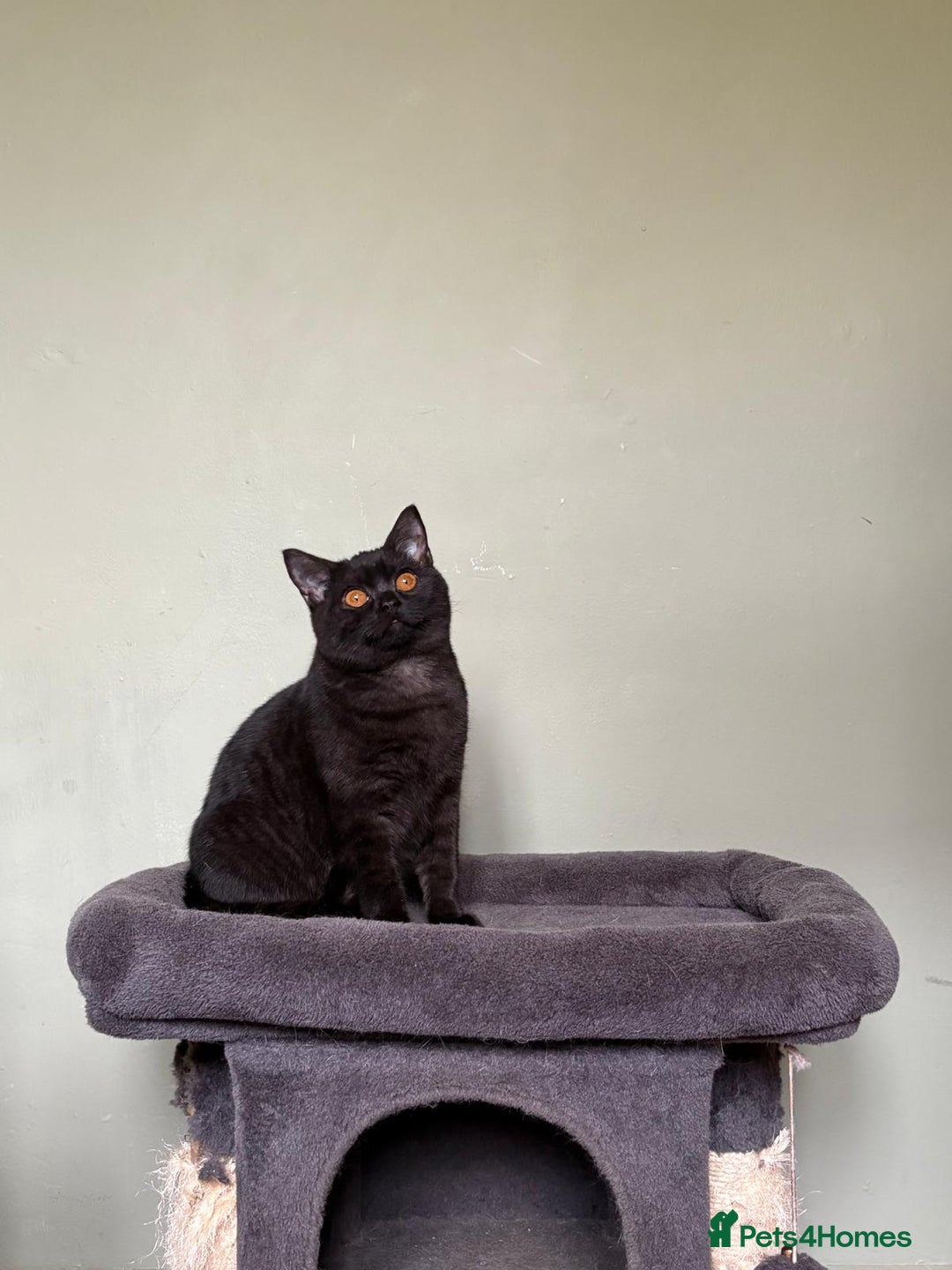 British Shorthair cats for sale: Beautiful British Shorthair kittens - Image 5