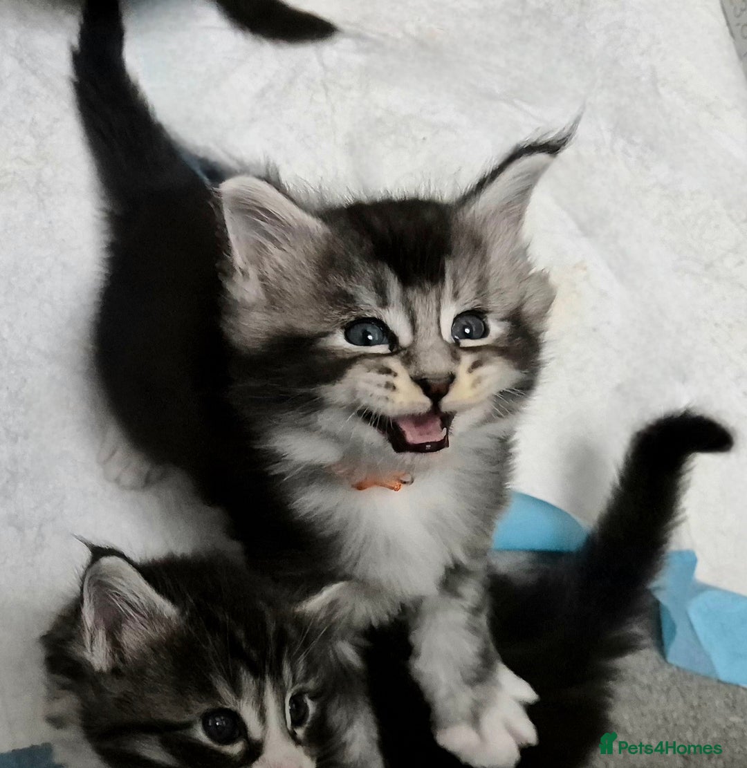 Maine Coon cats for sale: 🎀 Outstanding GCCF Pedigree Maine Coon Kittens 🎄 - Advert 8