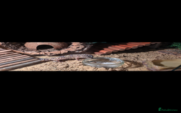 Leopard Gecko reptiles for sale: Leopard gecko and setup - Image 5