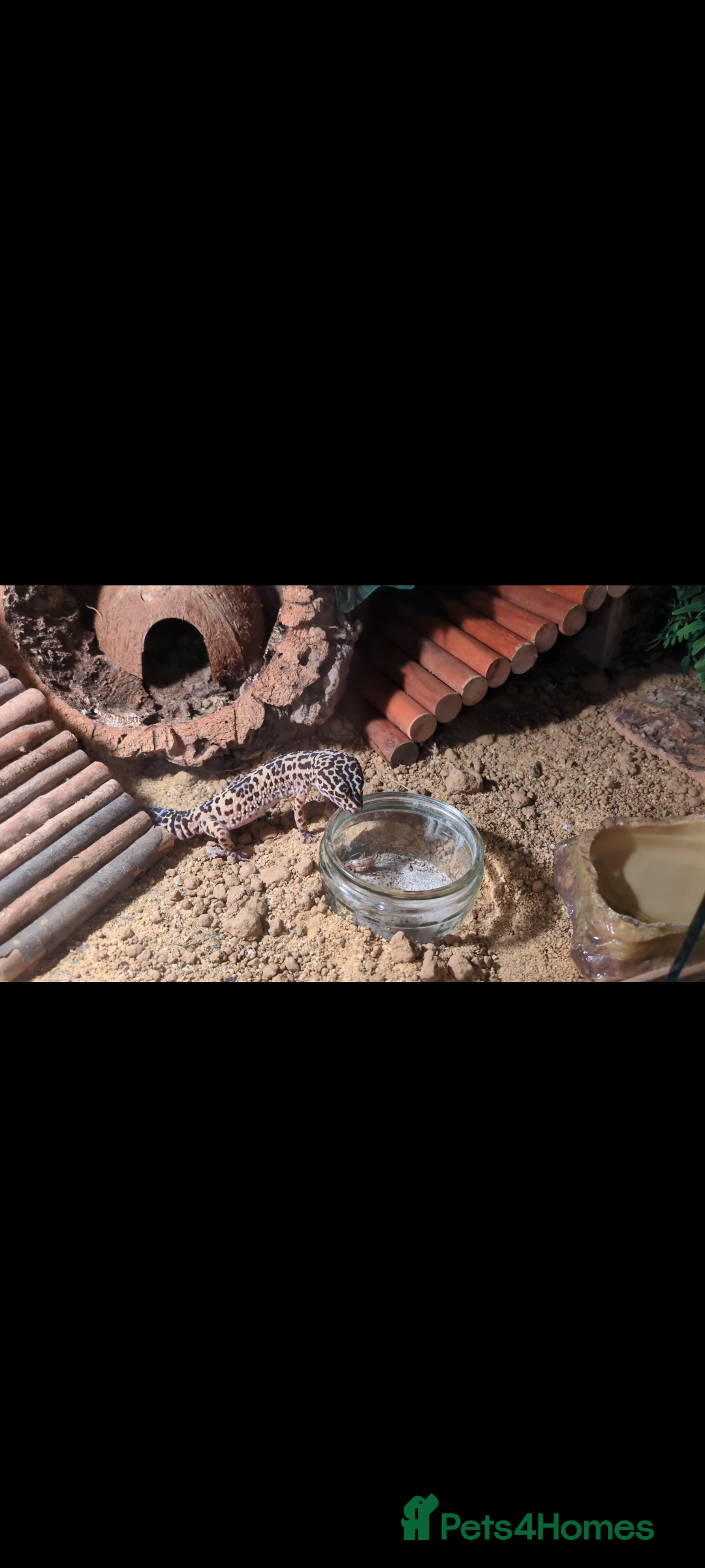 Leopard Gecko reptiles for sale: Leopard gecko and setup - Image 5