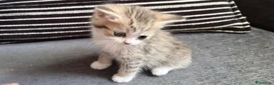 Persian Kitten 4