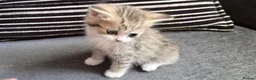 Persian cats for sale: PERSIAN CHINCHILLAS X - Advert 5
