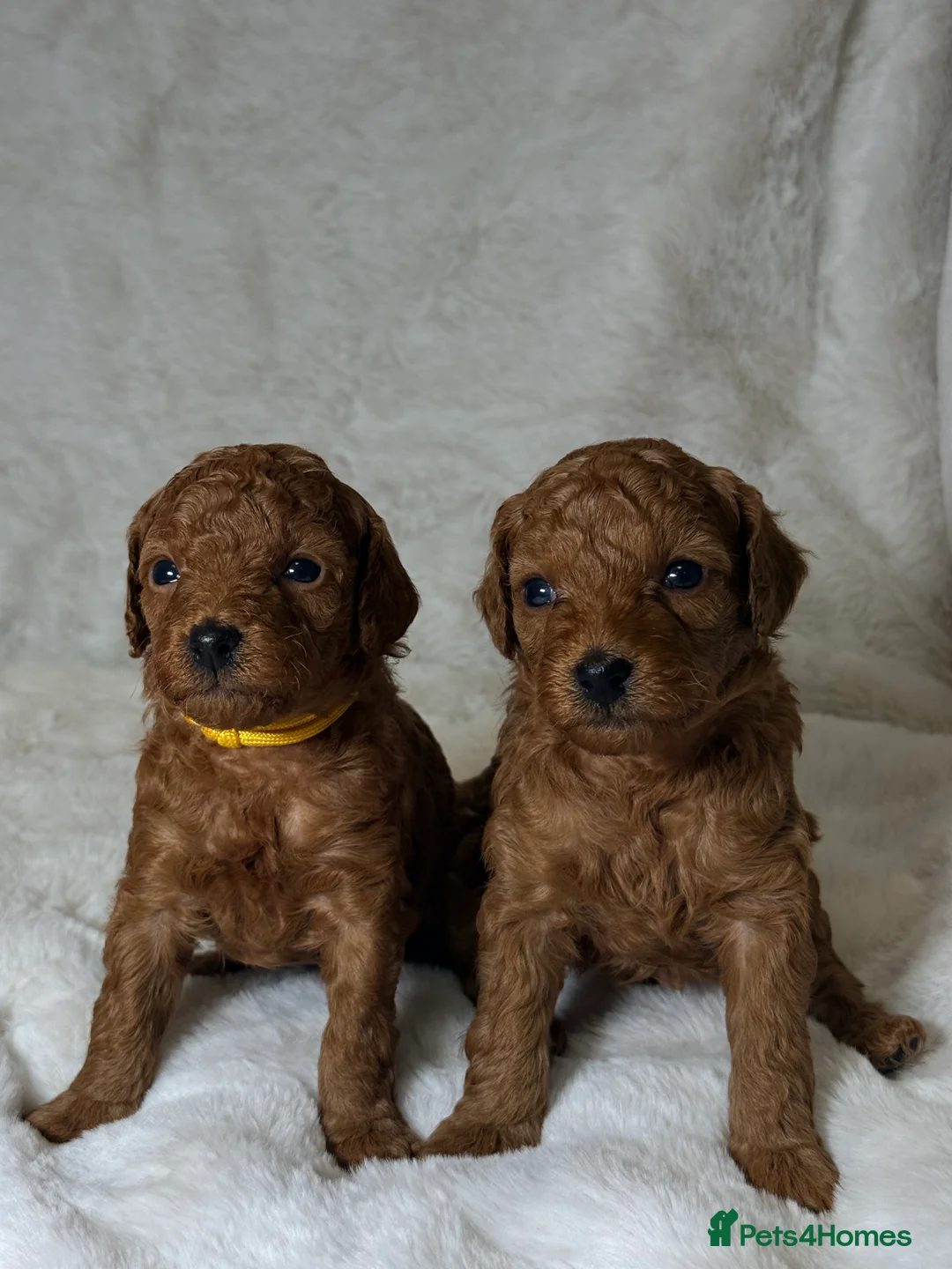 Toy Poodle dogs for sale: ❤️ Exceptional Asian Red Toy Poodle Puppies ❤️ - Advert 14