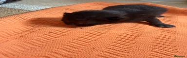 Mixed Breed Kitten 2