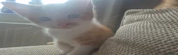 Mixed Breed cats for sale: Two litters of 9 kittens in Huddersfield - Advert 19