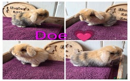 Mini Lop rabbits for sale: Gorgeous pure breed mini lops  - Image 4