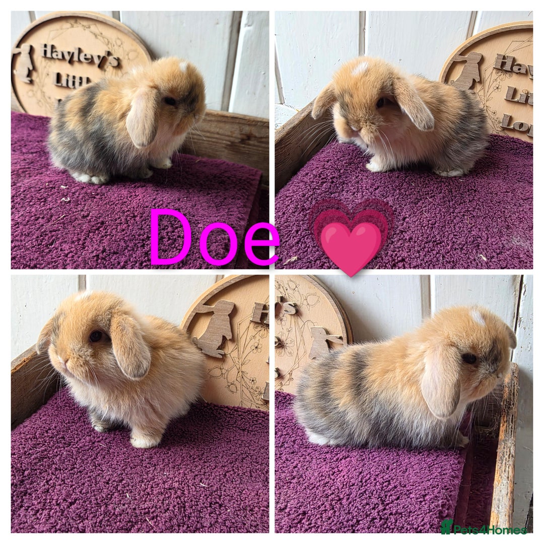 Mini Lop rabbits for sale: Gorgeous pure breed mini lops  - Image 4