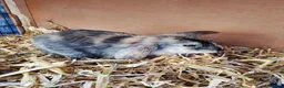 Mixed Breed rabbits for sale: Cute bunnies  in Ware - Advert 2