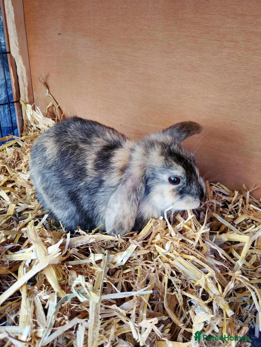 Mixed Breed rabbits for sale: Cute bunnies  in Ware - Advert 2