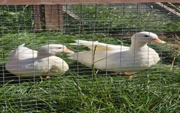 Ducks poultry for sale: White Call Duck Pair - Image 4