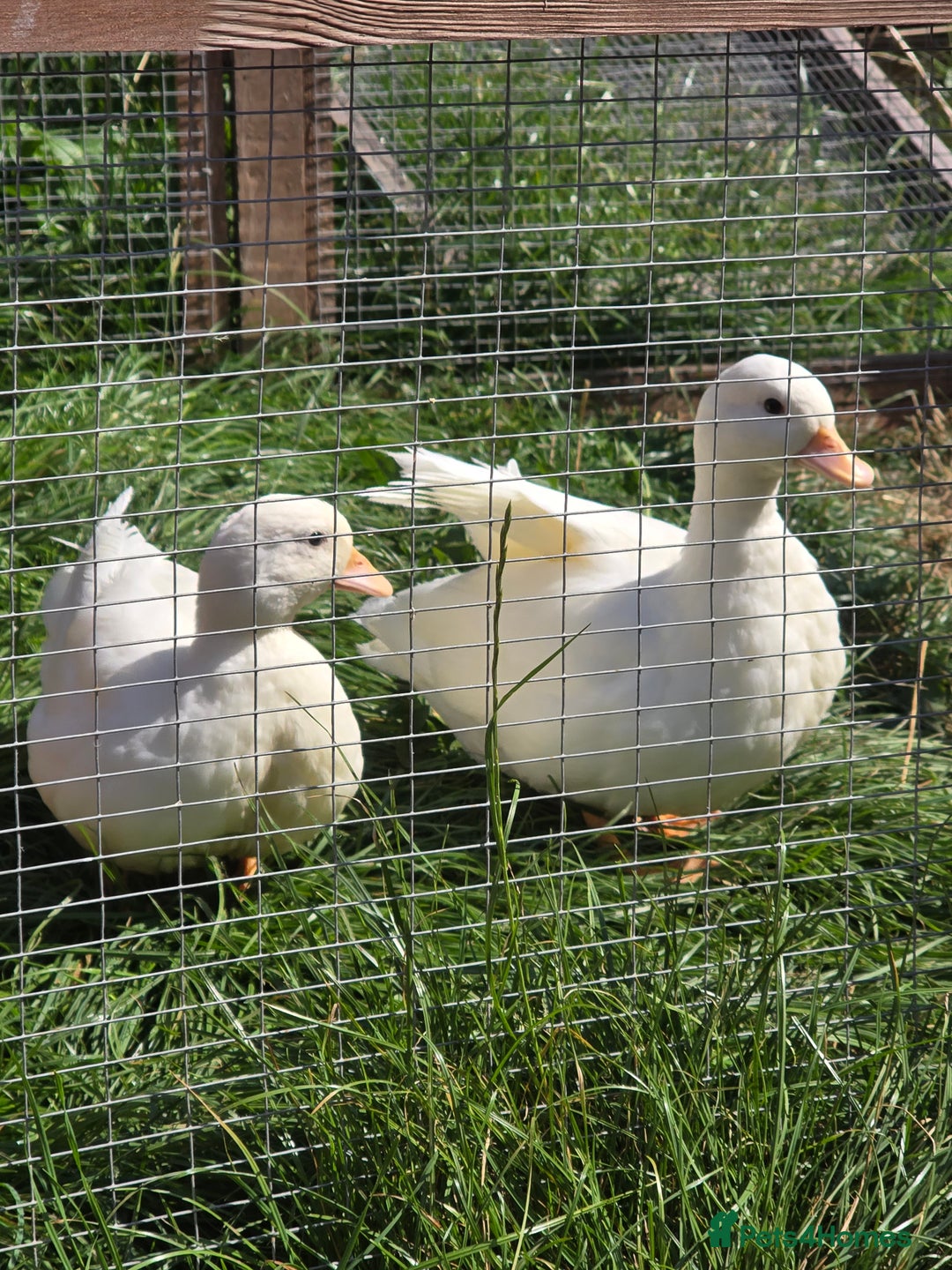 Ducks poultry for sale: White Call Duck Pair - Image 4