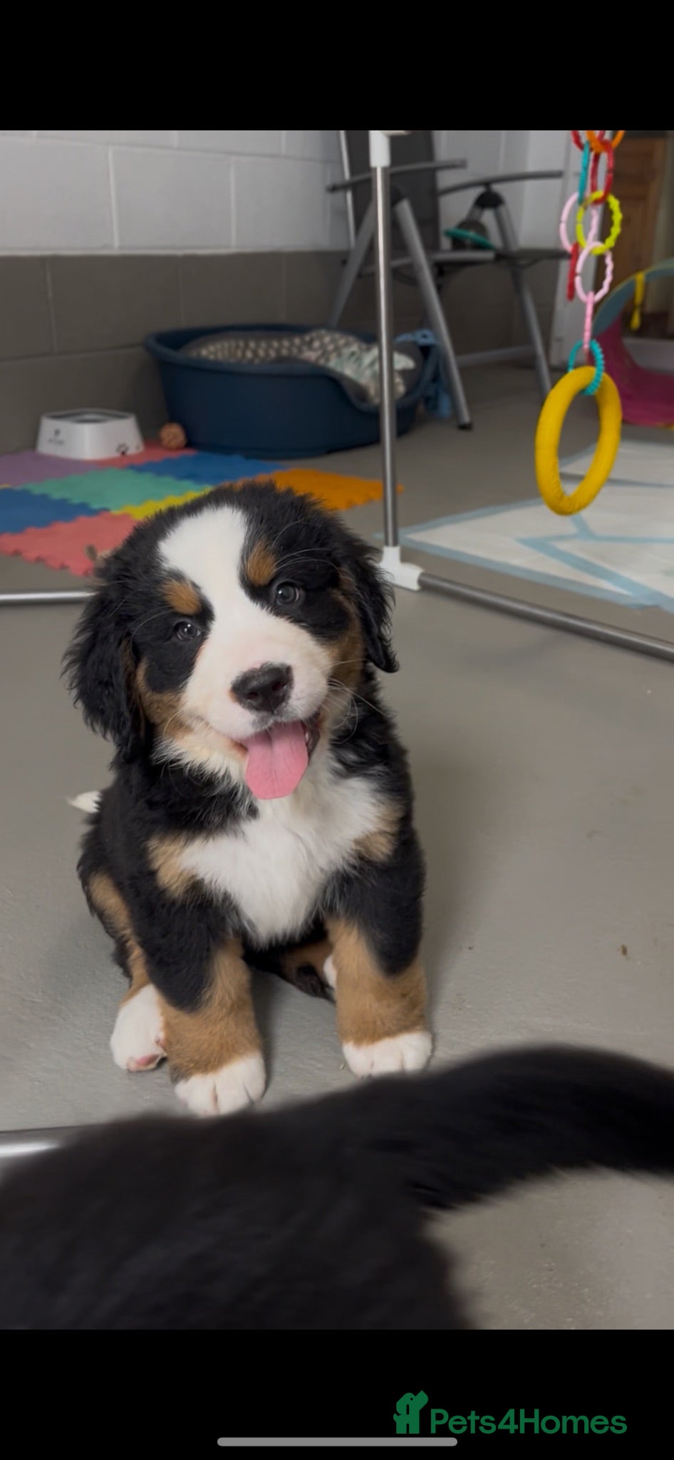 Bernese Mountain Dog dogs Bernese Mountain Dog Puppies - waiting list - Advert 1