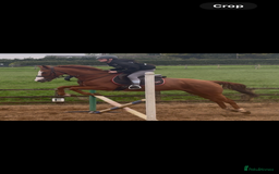 English Thoroughbred horses for sale: King the local superstar - Image 6