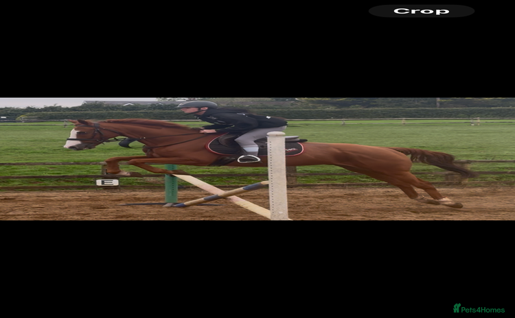 English Thoroughbred horses - Advert 1