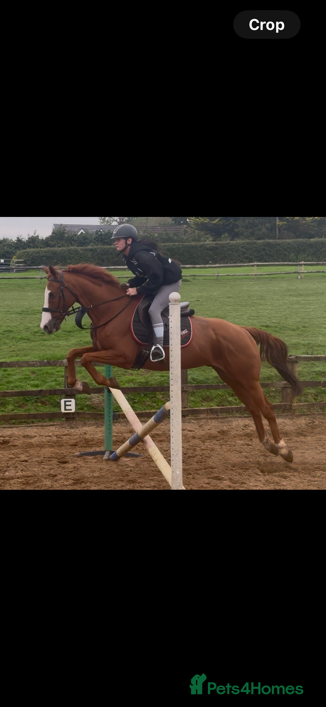English Thoroughbred horses for sale: King the local superstar - Image 6
