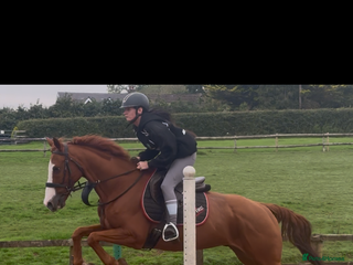English Thoroughbred horses - Advert 10