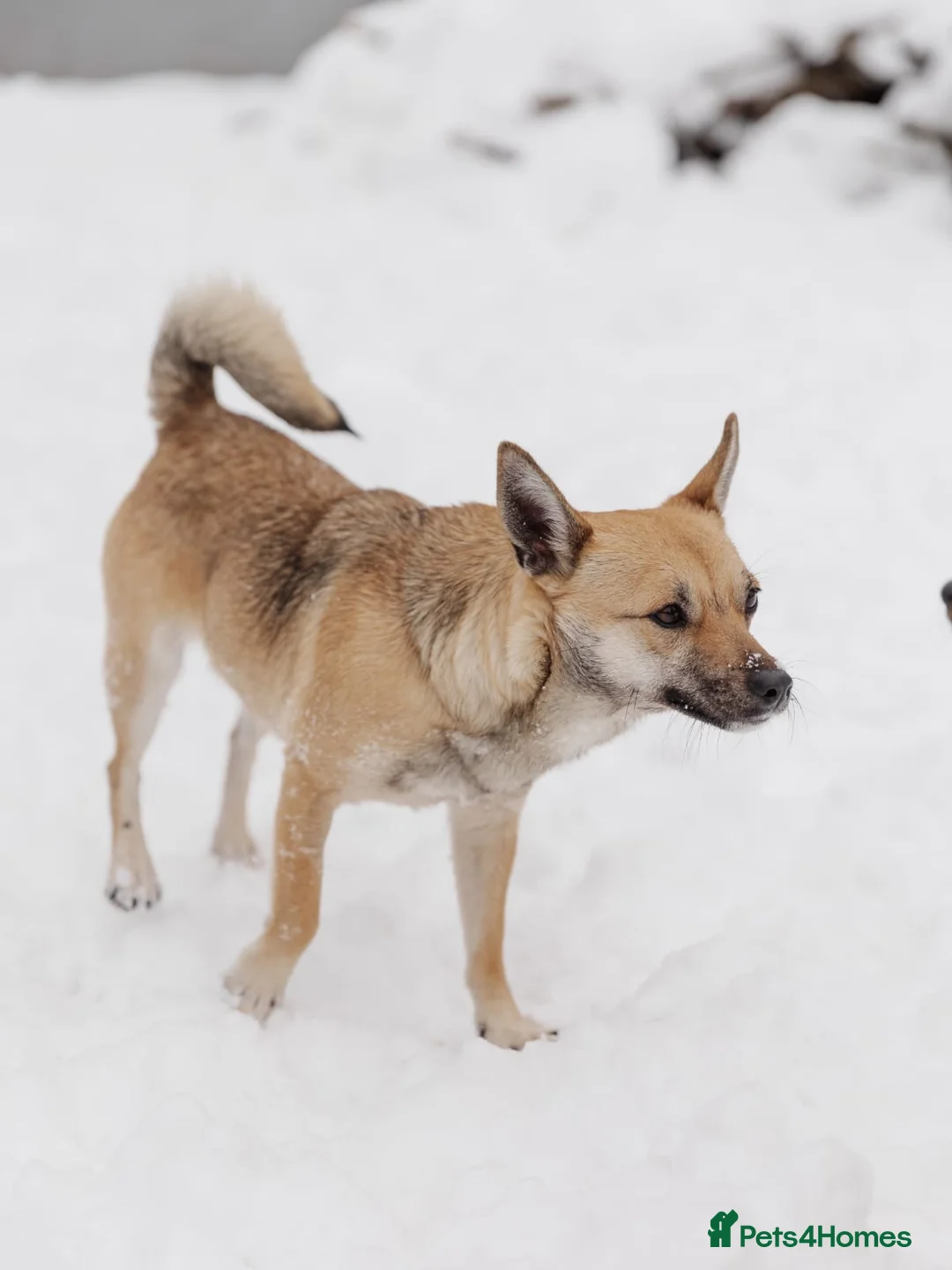 Mixed Breed dogs for adoption: ❤️LEESA❤️ small in size, big in heart young girl - Advert 11