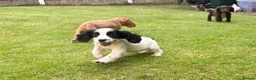 Cocker Spaniel dogs for sale: *Beautiful Litter Of Cockerspaniels* in Carnforth - Advert 7