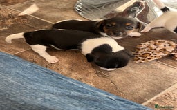 Jack Russell dogs for sale: Stunning little boys and girls - Image 16