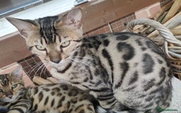 Bengal cats for sale: 1no. Female & 1no. Male Bengal Kittens available - Image 2