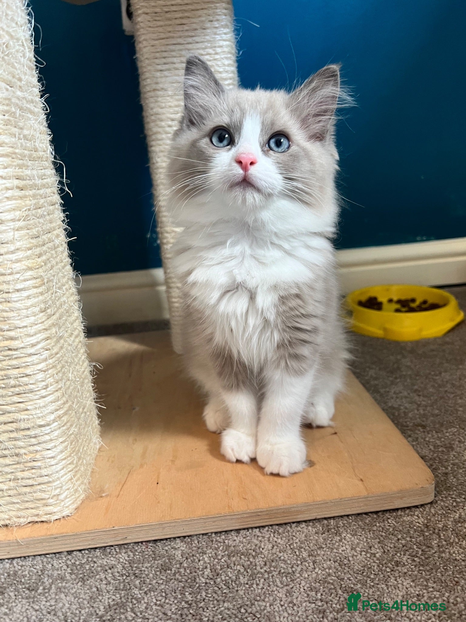 Ragdoll cats Blue Mink Bicolour ready to leave next week 💙 - Advert 6