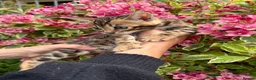 Bengal cats for sale: Stunning Bengal kittens - Advert 20