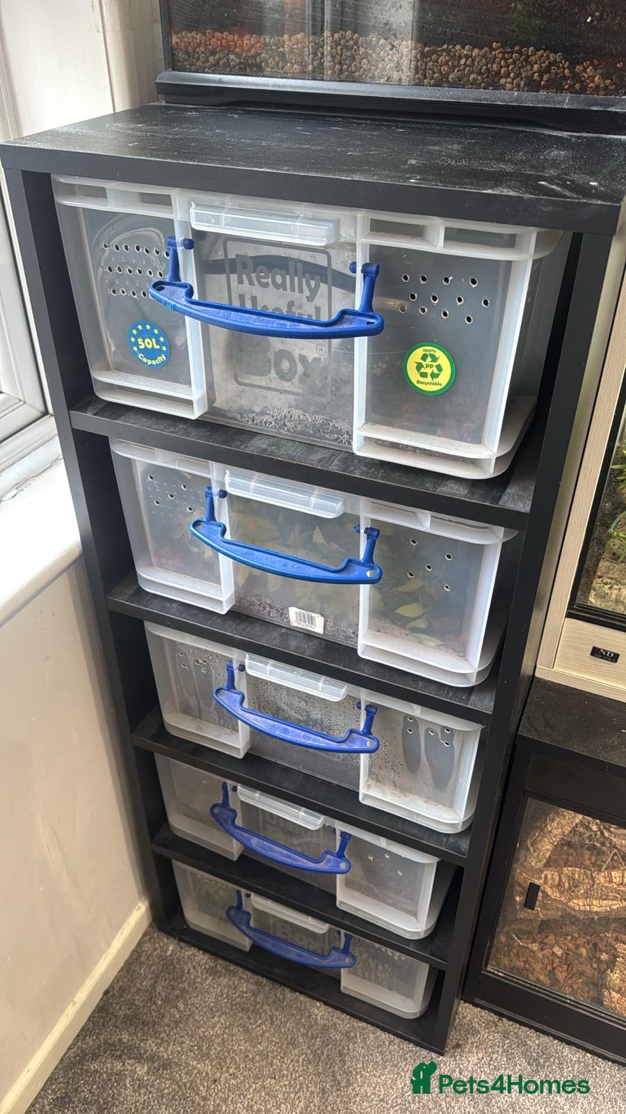 Python Snake reptiles Rack and 5 royals  - Advert 1