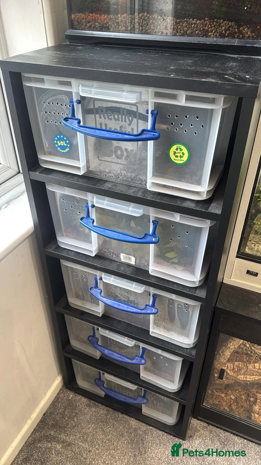 Python Snake reptiles for sale: Rack and 5 royals  in Rugeley - Advert 1