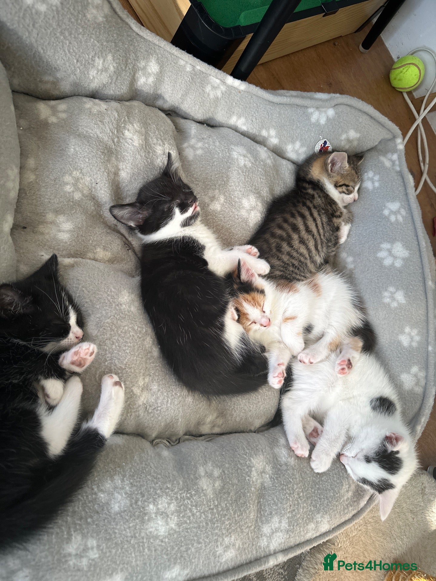 Domestic Shorthair cats Lovely kittens  - Advert 7