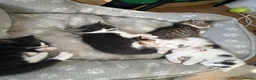 Domestic Shorthair cats for sale: Lovely kittens  - Advert 1