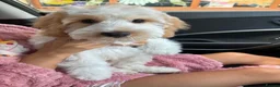 Cockapoo dogs for sale: Stanley the Cockapoo Puppy - Advert 3