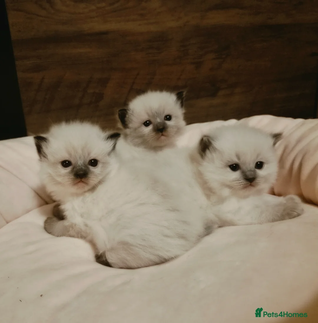 Ragdoll cats for sale: 🩷💙🩷 Ragdoll Kittens 🩷💙🩷 in Halifax - Advert 2