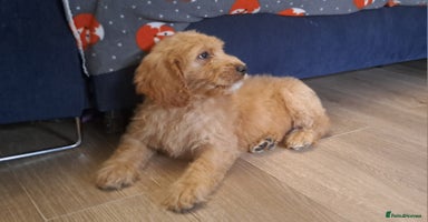 Goldendoodle dogs - Advert 2