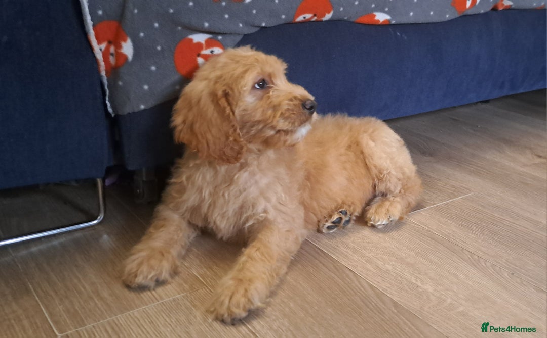 Goldendoodle dogs for sale: Adorable F1 Goldendoodle Puppies — Ready Now! - Image 3