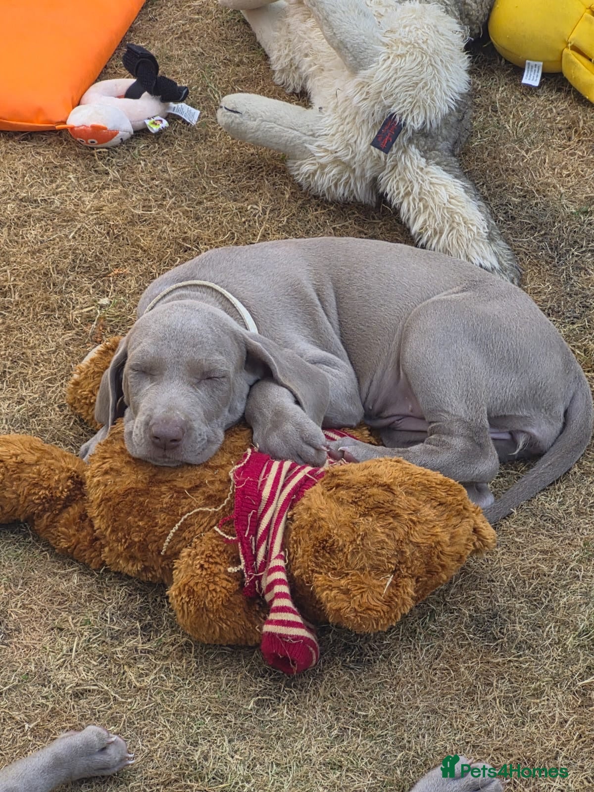 Weimaraner dogs Ready to go Weimaraner puppies KC registered - Advert 1
